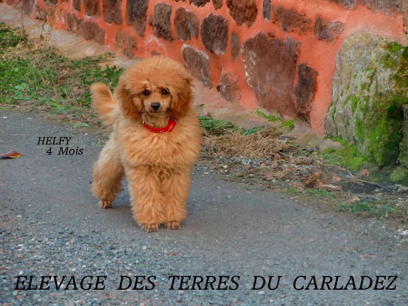 Helfy Des Terres Du Carladez